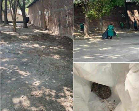 След сигнал на TrafficNews: Разчистиха незаконното сметище в Кършияка, откриха цял зоопарк под боклуците