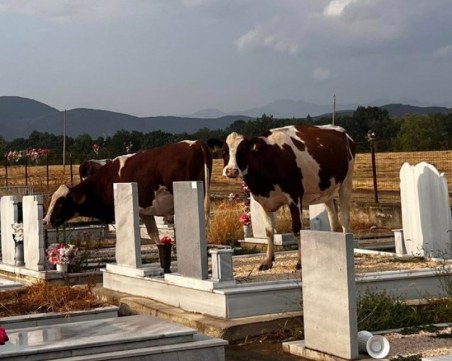 Крави се разхождат в гробищата в Хисаря, възмутени жители алармират за наказание