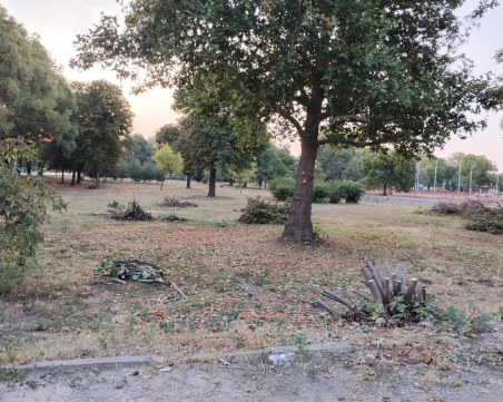 Сеч на дървета преди селски събор възмути граждани на Крумово, кметът обясни причината