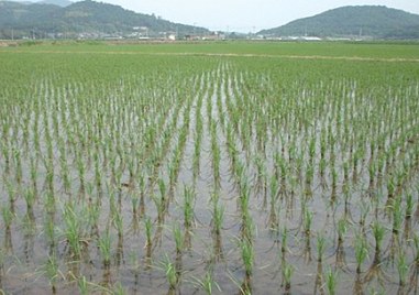 Проблемът с недостатъчната вода за напояване става национален В сезона