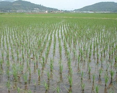 Оризопроизводител от Пловдивско: Проблемът с недостатъчната вода за напояване става национален