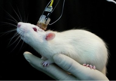 Факултетът по ветеринарна медицина към Лесотехническия университет ЛТУ от новата