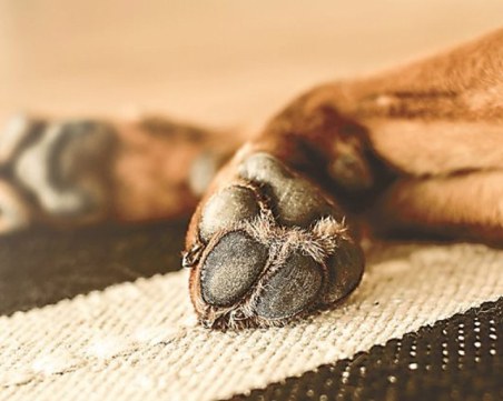 Разхвърлиха отрова из Пловдив, куче се натрови