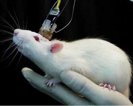 Ветеринарите от Лесотехническия спират да правят опити върху животни