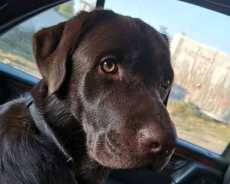 Задържаха мъжа, убил кучето асистент Рожен