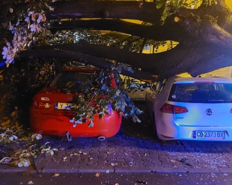 Огромно дърво се стовари върху коли в Стара Загора