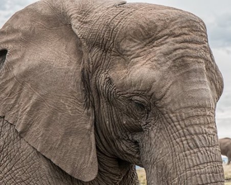 Зимбабве ще умъртви 200 слона заради тежката суша в страната