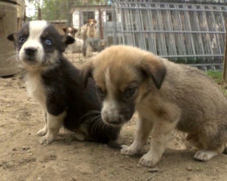 Тровят с антифриз кучета в столичния квартал 