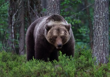 Мечка нападна 14 годишно момче в румънския окръг Арджеш Младежът