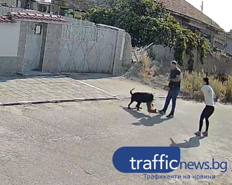 Ротвайлер разкъса малко кученце край Пловдив, животинчето бере душа