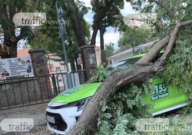 Голям клон падна върху такси в центъра на Пловдив сигнализира