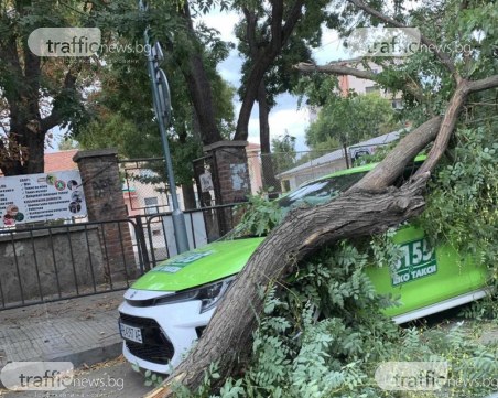 Огромен клон се стовари върху такси в центъра на Пловдив