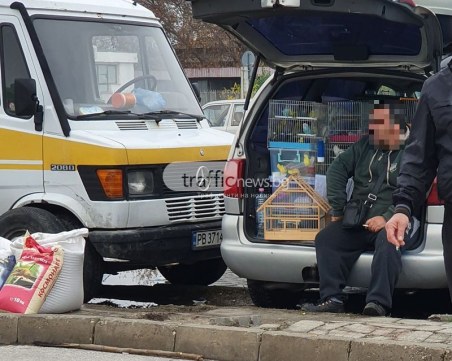 Осъдиха мъж от Карлово: Продал няколко щиглеца и 2 костенурки