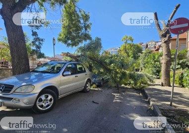 Огромен клон се стовари върху два автомобила в Кючук Париж