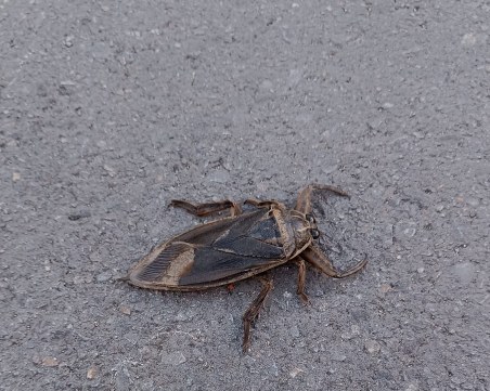 Големи летящи насекоми паникьосаха пловдивчани, ухапването причинява силна болка