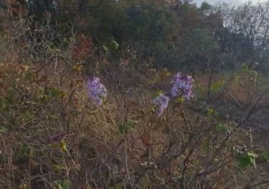 Цъфнали люляци през октомври изненадаха туристи и природолюбители в Родопите