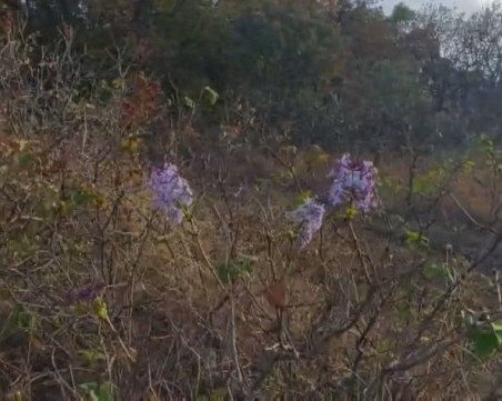 Близо до Пловдив цъфнаха люляци през октомври