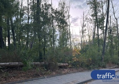 По повод статията  Заповед бави премахването на сухи и опасни дървета