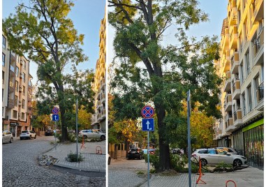 Клон на дърво се скърши и стовари върху пътното платно