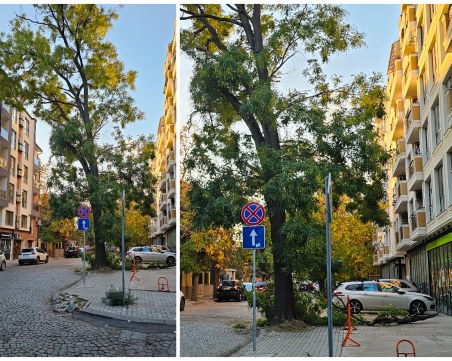 Счупен клон в центъра на Пловдив ядоса граждани – искат общината да отреже цялото дърво