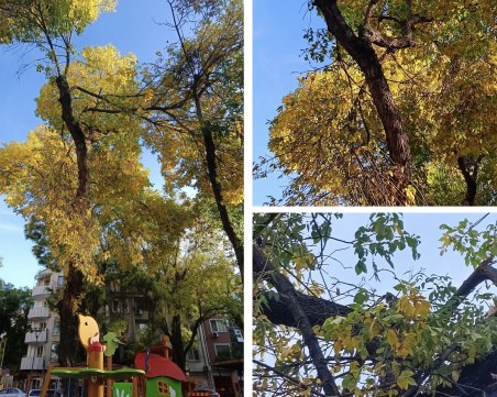 Опасни клони застрашават живота на деца в забавачка в Пловдив, крият се под беседки, а учители стоят на пост