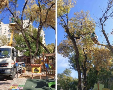 След публикация на TrafficNews: Премахнаха опасните клони, които застрашаваха деца в забавачка в Пловдив