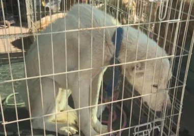 Пореден драстичен пример за нехуманно отношение към домашни любимци Природозащитници