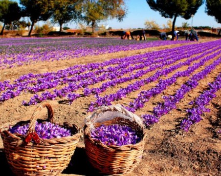 България е трета по производство на една от най-скъпите подправки в света - шафран