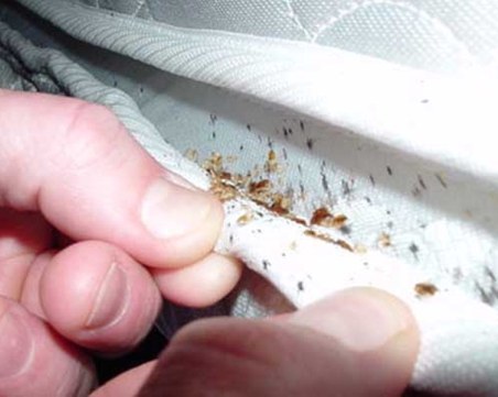 Бум на дървеници у нас, епидемиолог: Преди три седмици предупредих