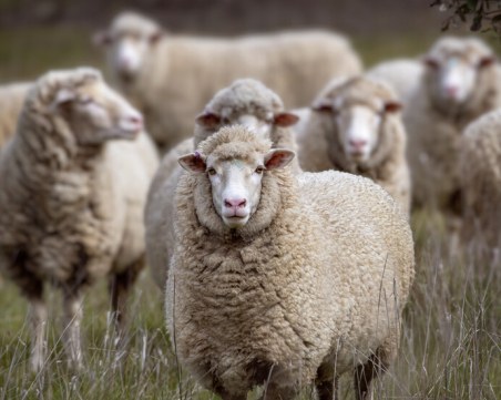 Празна кошара: Откраднаха цяло стадо овце във Врачанско