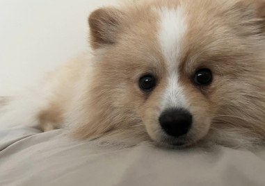 Малко кученце се е изгубило късно снощи в ЖР Тракия