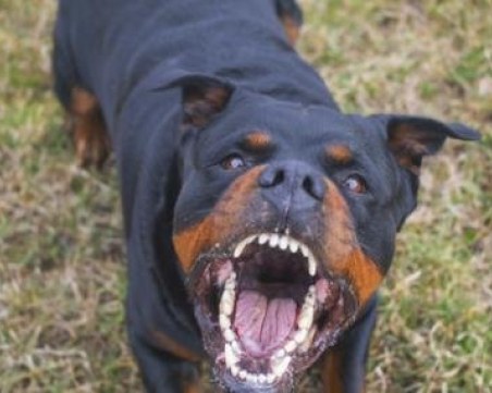 Домашно куче се нахвърли на майка с дете в Смирненски, стопанката не се трогна