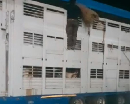 Сагата с блокираните крави на границата продължава, две от тях за починали