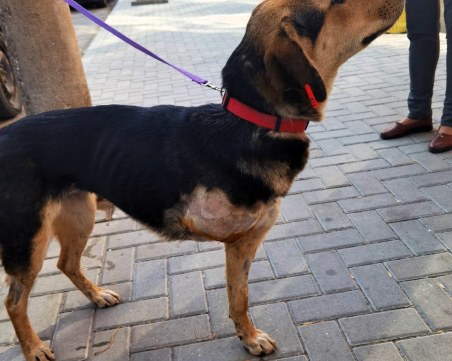 Спешно се търси дом на пострадало кученце в Асеновград