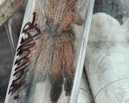 Шофьор се опита да пренесе 240 тарантули и 100 гекона на „Капитан Андреево