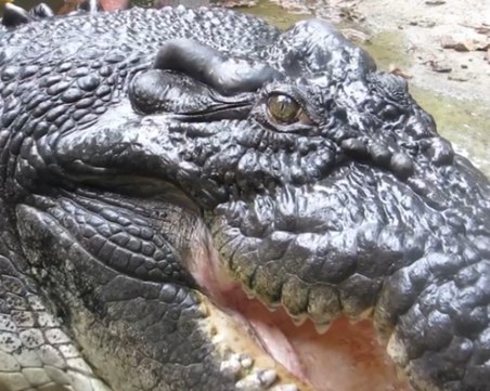 Почина най-големият крокодил, отглеждан в плен