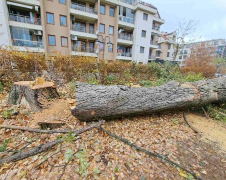 Пловдивчани скочиха срещу премахването на дърво, от район 