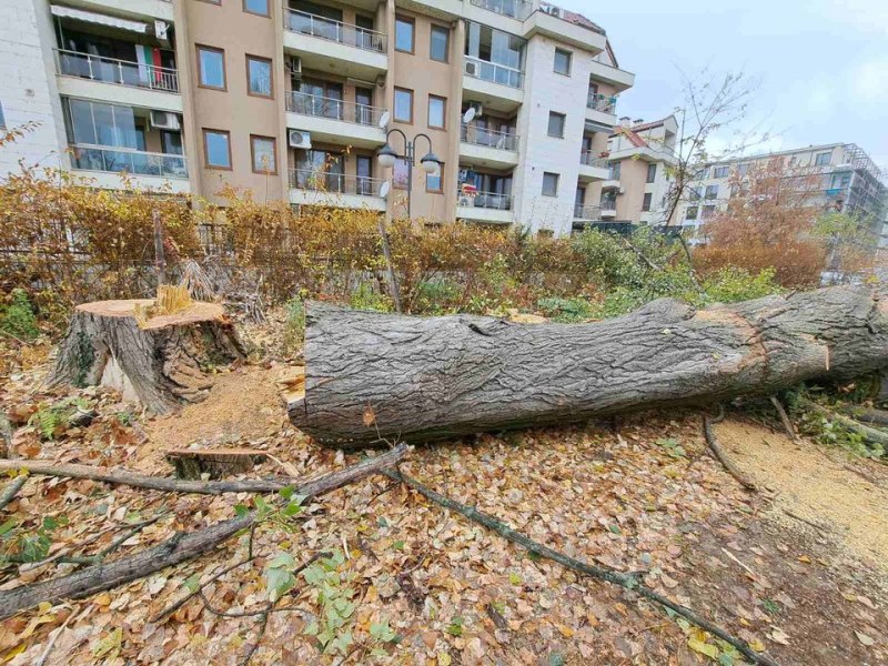 Пловдивчани скочиха срещу премахването на дърво, от район 