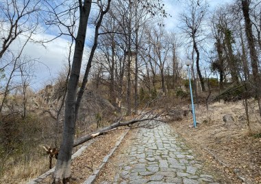 Силният вятър в Пловдив събори дърво на Сахат тепе То