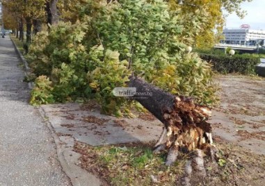 Силният вятър в цялата страна стават причина за множество леки