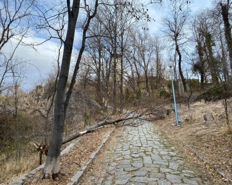 Дърво се стовари върху пешеходната алея на тепе в Пловдив