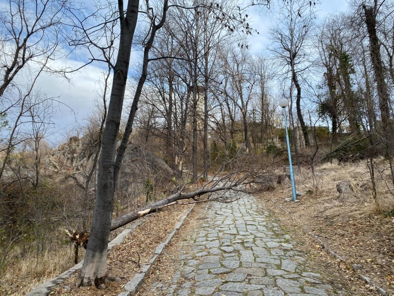 Дърво се стовари върху пешеходната алея на тепе в Пловдив