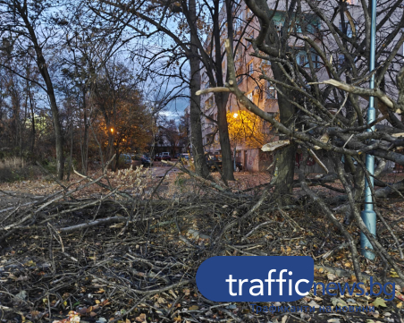 Огромно дърво се стовари на метри от парк в Смирненски, блокира вход към паркинг