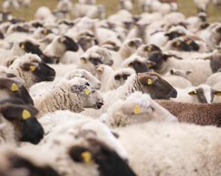 БАБХ изпрати проба за чума по овцете във Велинград във Франция