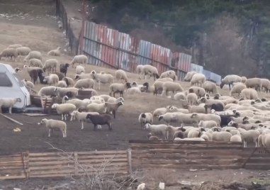 Няма да се умъртвяват животни от фермата във Велинград Стопанството