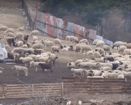 Няма да умъртвяват животни от фермата във Велинград! Налага се карантина