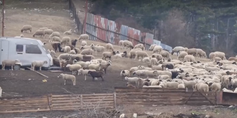 Няма да умъртвяват животни от фермата във Велинград! Налага се карантина