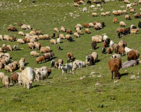 БАБХ: Всички огнища на шарка по дребните преживни животни са неутрализирани