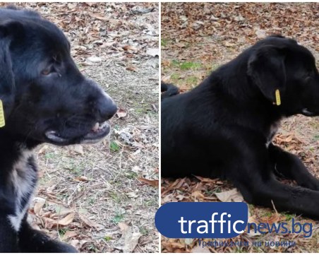 Зверство! Кученце е било пребито в Тракия, със счупена муцуна е