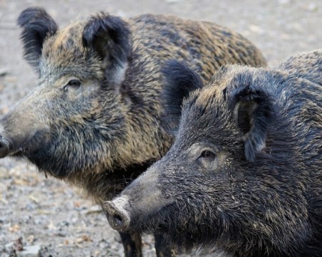 Следят за разпространението на африканска чума по дивите свине в Ямболско